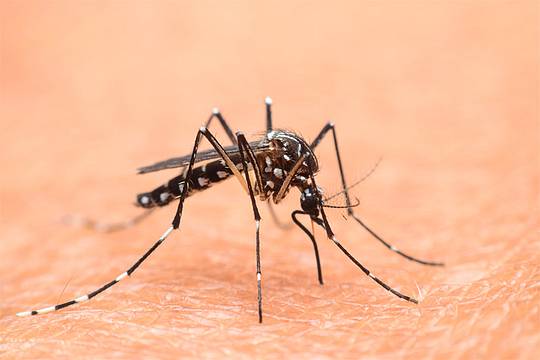 la zanzara tigre asiatica (Aedes albopictus)_canva