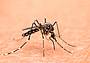 la zanzara tigre asiatica (Aedes albopictus)_canva