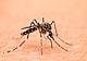 la zanzara tigre asiatica (Aedes albopictus)_canva