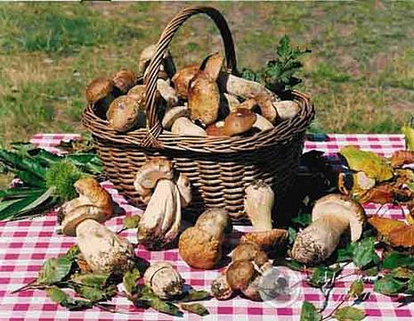 funghi funghi