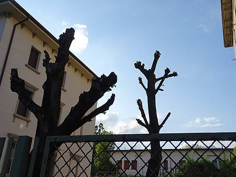 Verde urbano a Belluno - Capitozzature 7 Verde urbano a Belluno - Capitozzature 7