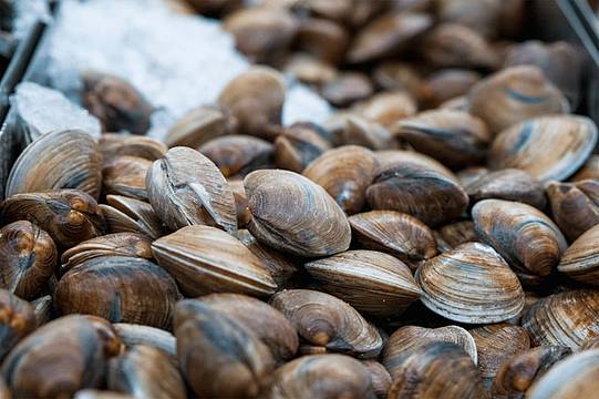 Addio alle vongole? La crisi dell’Alto Adriatico - canva