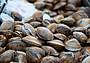 Addio alle vongole? La crisi dell’Alto Adriatico - canva