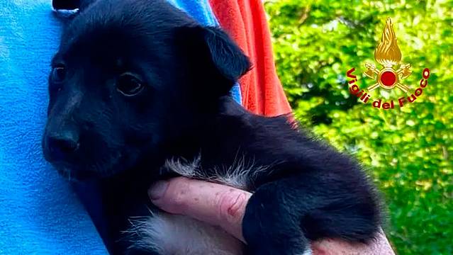 Uno dei due cuccioli messi in salvo Uno dei due cuccioli messi in salvo