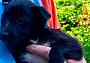 Uno dei due cuccioli messi in salvo Uno dei due cuccioli messi in salvo