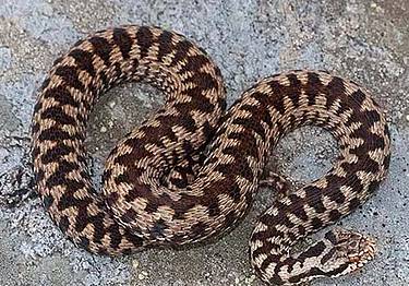 Una donna è stata morsa da una vipera sul Nevegal Una donna è stata morsa da una vipera sul Nevegal