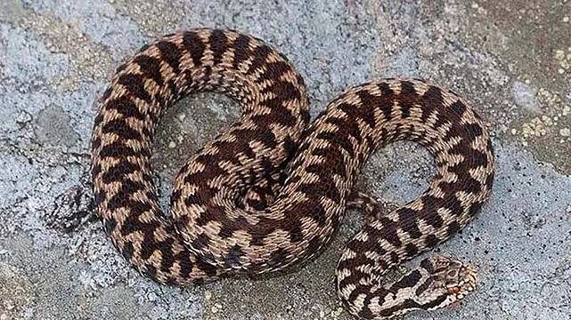 Una donna è stata morsa da una vipera sul Nevegal Una donna è stata morsa da una vipera sul Nevegal
