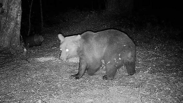 L’orso immortalato mentre mangia pastura di mais L’orso immortalato mentre mangia pastura di mais