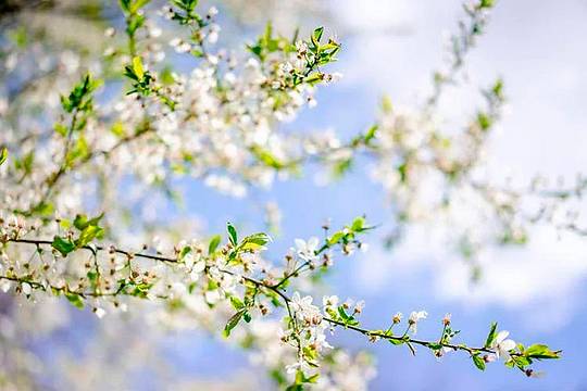 ciliegio_in_fiore_123rf_free