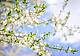 ciliegio_in_fiore_123rf_free