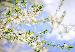 ciliegio_in_fiore_123rf_free