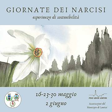 Narcisi Narcisi