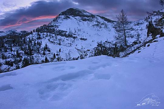 Le primissime luci dell’alba “svelano” la presenza di una pista di lupo (Foto di Ivan Mazzoni) Le primissime luci dell’alba “svelano” la presenza di una pista di lupo (Foto di Ivan Mazzoni)