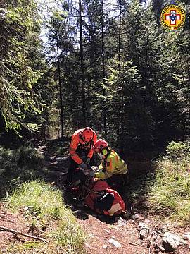 nel bosco della Val Miela nel bosco della Val Miela