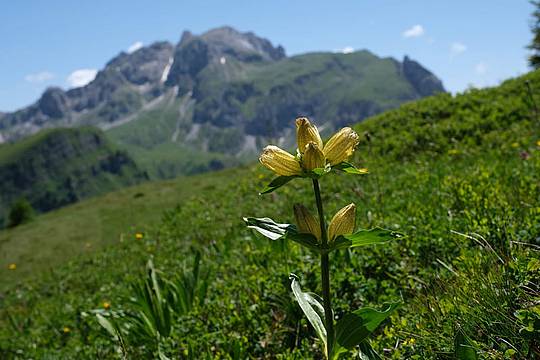 Corsi dedicati alle Erbe Spontanee di Montagna al Passo Giau - Genzianapunctata