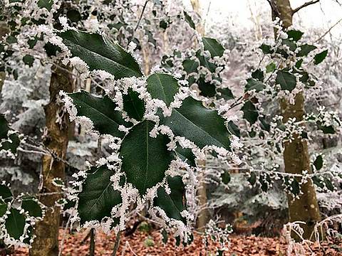 Giorni di gelo nel dicembre 2016 Durante la notte la brina ricopre una pianta Giorni di gelo nel dicembre 2016 Durante la notte la brina ricopre una pianta