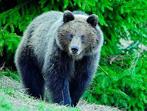 Incontro ravvicinato tra una famiglia e un orso a Tarcento