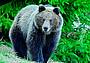 Incontro ravvicinato tra una famiglia e un orso a Tarcento