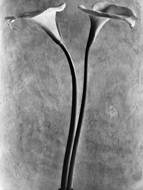 Tina-Modotti,-Calle,-1924,-Messico-©-Tina-Modotti. Tina-Modotti,-Calle,-1924,-Messico-©-Tina-Modotti.